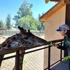 Heather-feeding-giraffe-at-Fresno-Zoo